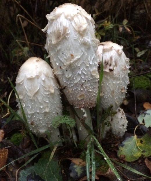 Heilpilz in der Natur (Schopftintling)
