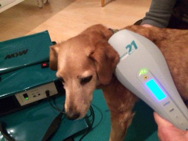 Lasertherapie in der Tierphysiotherapie